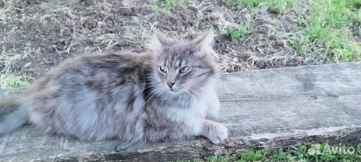 Зеленоглазая кошечка