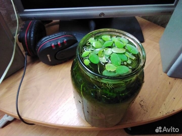 Продам растения для аквариума