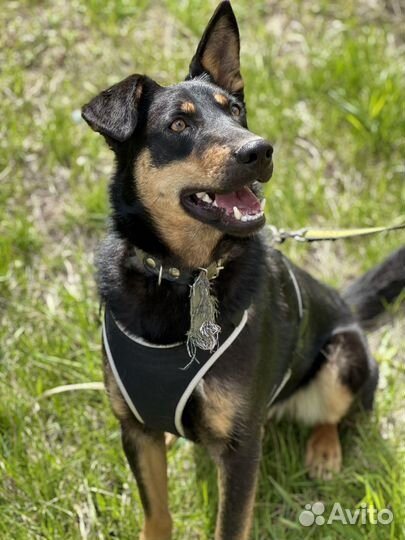 Харизматичный красавчик Ричард из приюта