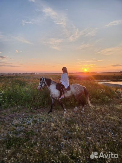 Конные прогулки