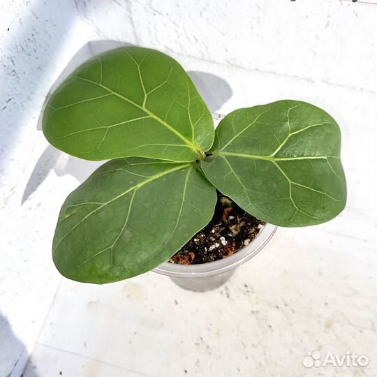 Фикус лирата колумнарис