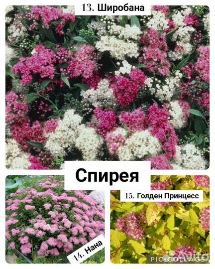 Декоративные кустарник (саженцы, цены и сорта в оп