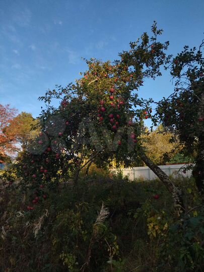 Участок 6 сот. (СНТ, ДНП)