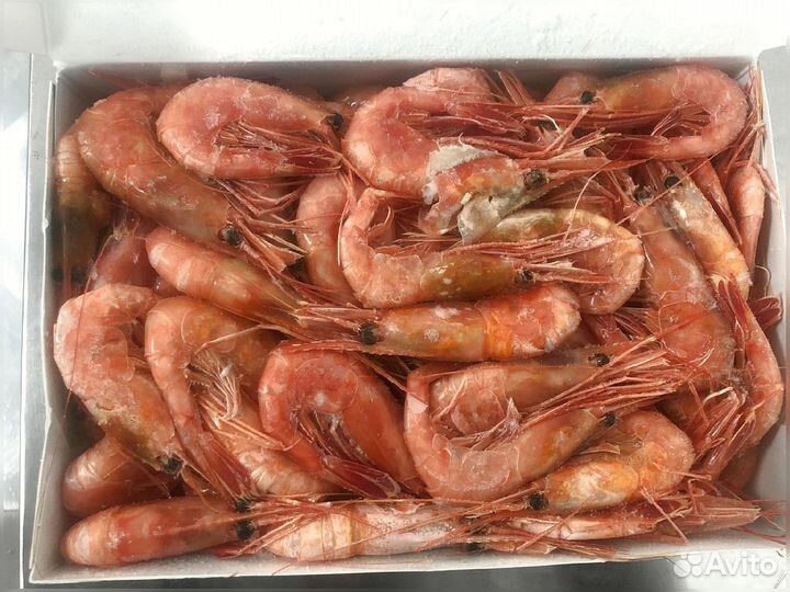 Креветка Северная