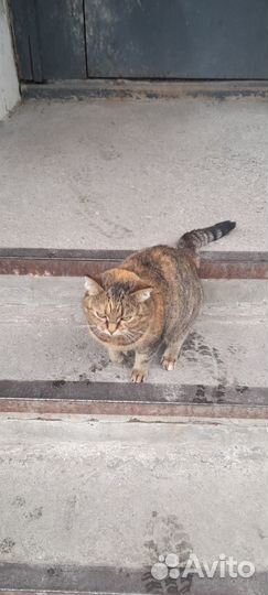 Кошечка ищет своих хозяев, очень красивая