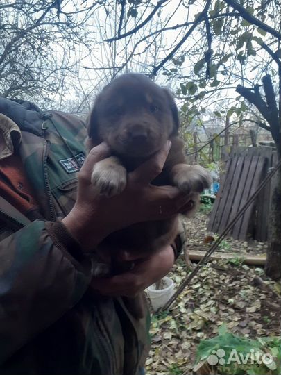 Щенки лабрадора в добрые руки