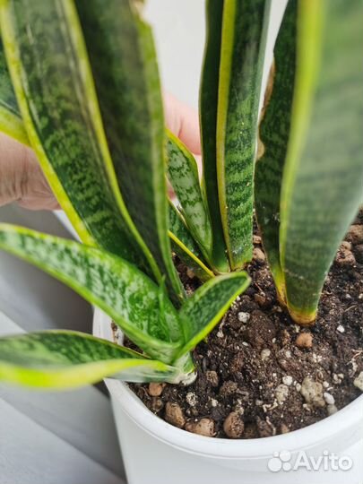 Сансевиерия лауренти