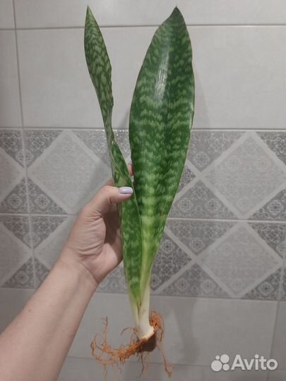Сансевиерия аубрутиана драгон