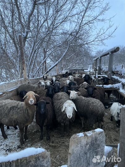 Коровы,коровый дойные,Бычки.Бараны.Телята