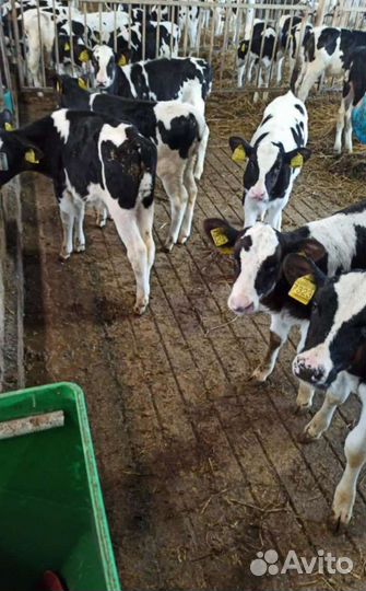 Телята бычки