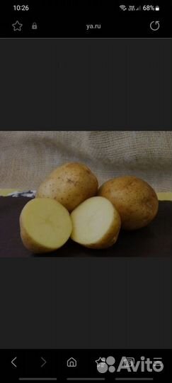 Картофель на посадку