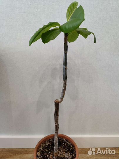 Плюмерия (франжипани)