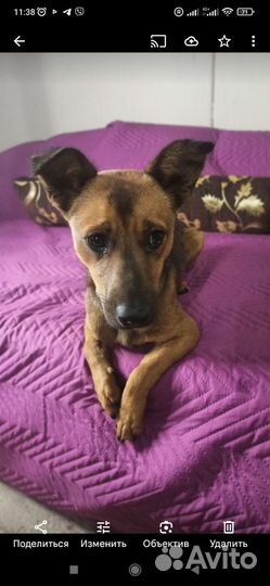 Собака бесплатно