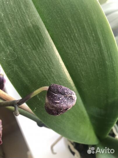 Орхидея Voodoo