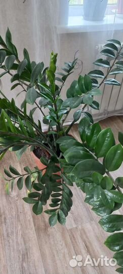 Замиокулькас