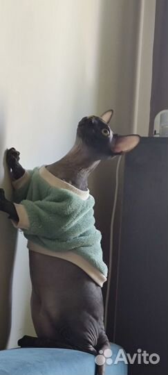 Молодой кот