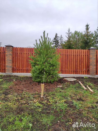 Ель, сосна саженцы (крупномеры) посадка