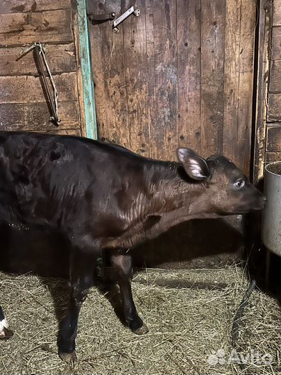 Телочка 1,5 месяца