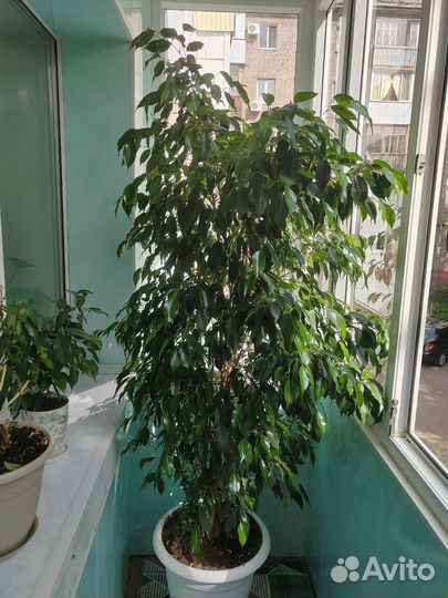 Фикус бенджамина