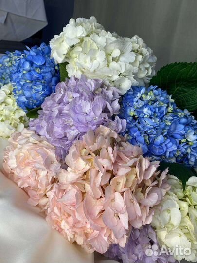 Гортензия Колумбия оптом и в розницу