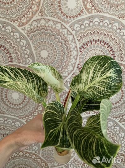 Филодендрон биркин white
