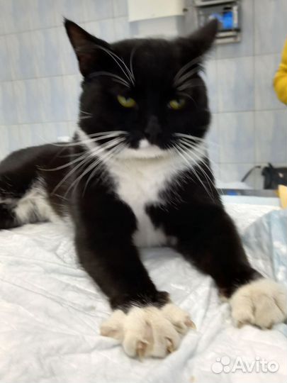 Лучший кот в добрые руки