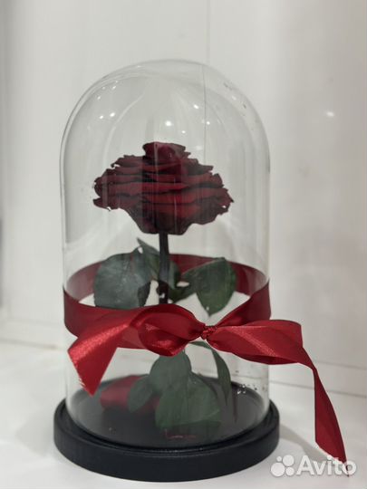 Живая роза в колбе