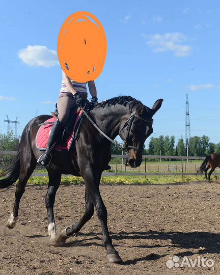 Продажа лошадей