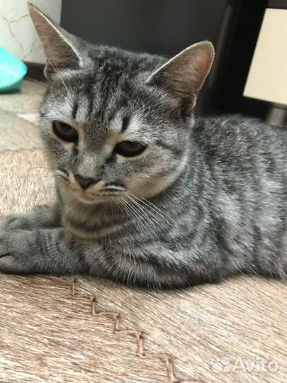 Шотландская кошка