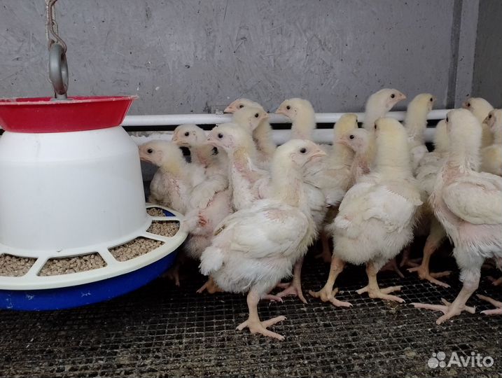 Подрощенный броль