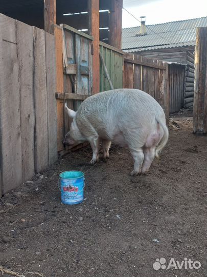 Хряк на племя