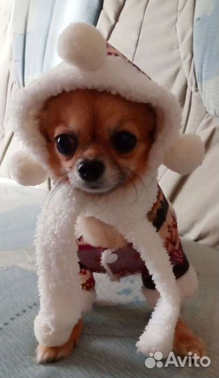 Одежда для маленьких собачек