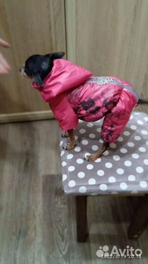 Шью на заказ одежду для собак