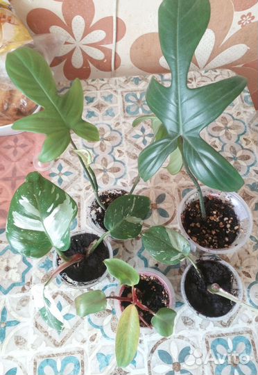 Домашние цветочки