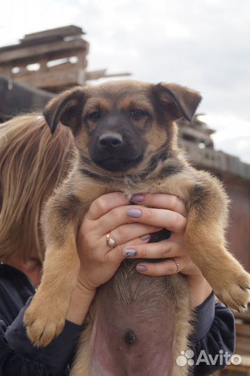 Щенок отдается в добрые руки