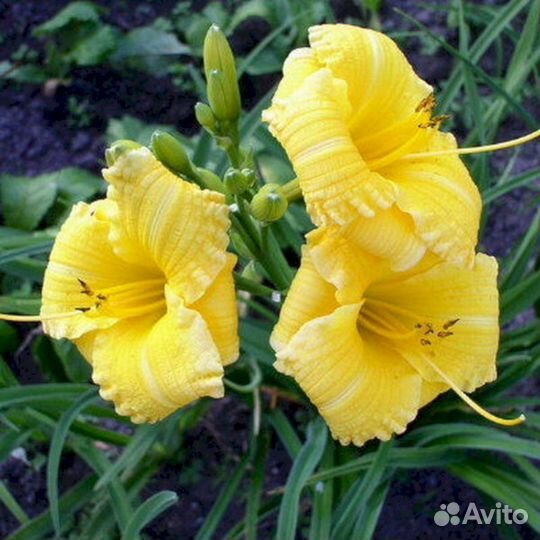 Лилейники Техас Санлайс