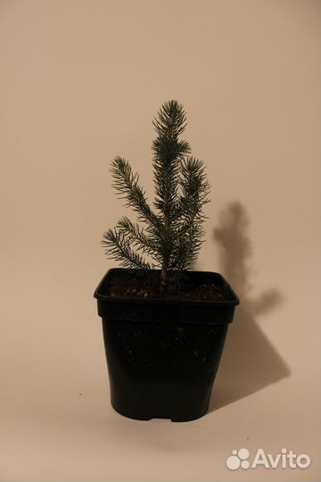 Ель голубая кейбаб