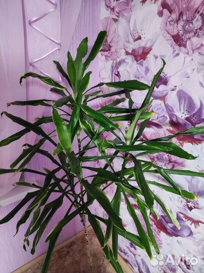 Пальма Юкка