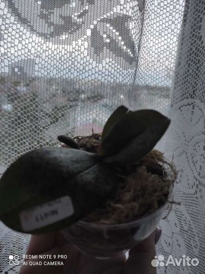 Орхидея фаленопсис