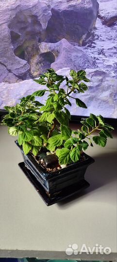 Плекрантус каудексный (бонсай)