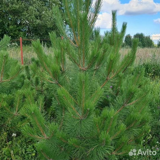 Крымская сосна (Кострома )