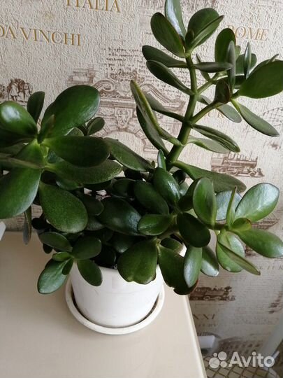 Толстянка (денежное дерево)