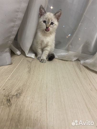 Невская маскарадная кошка