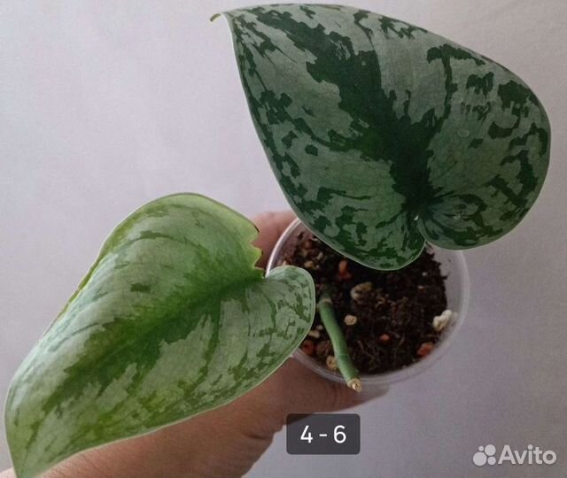 Комнатные цветы