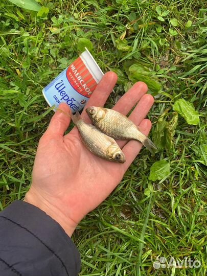 Карась малек