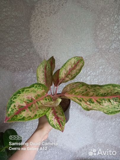Аглаонема 10 карат