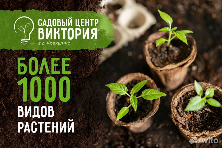 Голубая ель «Глаука Кейбаб» Экстра 150, 180 см