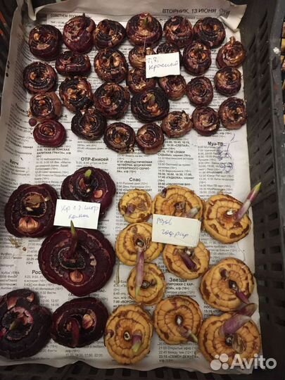 Гладиолусы луковицы