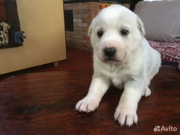 Собаки щенки