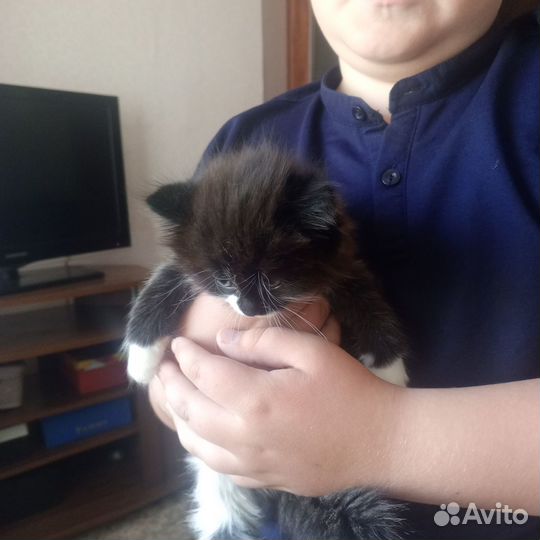Отдам даром бесплатно